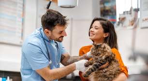 Entenda os impactos da castração no comportamento de cães e gatos