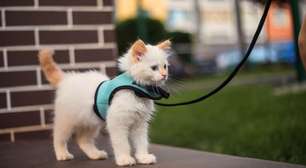 Seu gato pode passear de coleira? Entenda os benefícios e os riscos