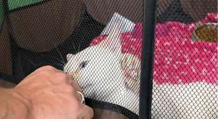 Mogi Shopping recebe evento de adoção de cães e gatos resgatados neste sábado
