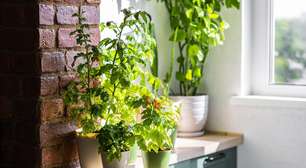 Estas plantas fáceis de cultivar em casa rendem chás deliciosos e naturais