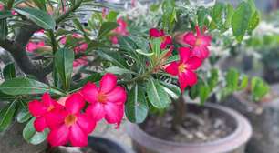 A técnica pouco conhecida que faz sua rosa-do-deserto florescer rápido
