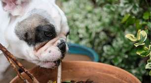 Plantas tóxicas para cães: 8 espécies que podem estar na sua casa