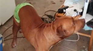 Pitbull salva idoso de sofrer agressões do próprio filho