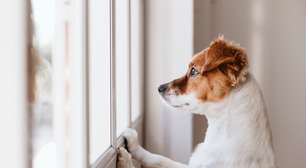 Ansiedade em cachorro: como identificar os sintomas e ajudar seu pet