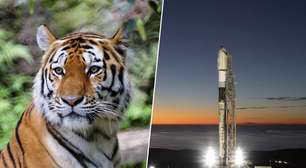 Conservação de espécies ameaçadas de extinção sempre foi um desafio, mas agora vamos monitorá-las do espaço
