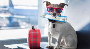 Planejando viajar com seu pet? Saiba como levá-lo de avião