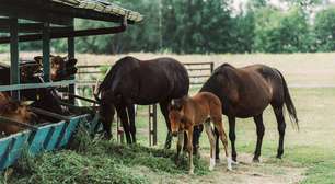 Você calmo, o cavalo também: o misterioso sincronismo cardíaco entre humanos e equinos explicado pela ciência