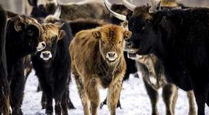 O experimento na Holanda que transformou santuário de animais em campo de extermínio