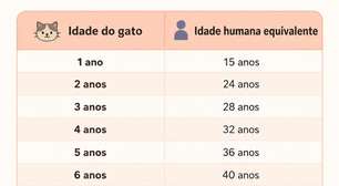 Idade de gatos em anos humanos: tabela atualizada e como calcular corretamente
