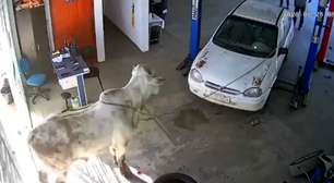 Vídeos mostram boi invadindo oficina mecânica após carreta tombar em MG