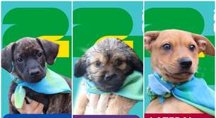 Campanha de adoção transforma cães em figurinhas inspiradas no álbum da Copa do Mundo