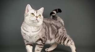 Bolsa primordial: 6 curiosidades sobre a "pelanquinha" na barriga dos gatos
