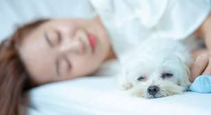 Cachorro pode dormir na cama com o dono? Faz mal? O que saber