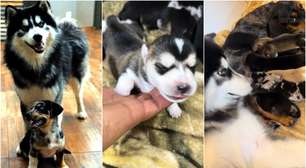 Cantor viraliza ao revelar filhotes nascidos de cruzamento de husky siberiano e raça salsicha