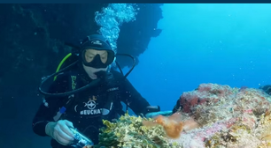 O peixe que confundiu cientistas por décadas agora tem nome inspirado na Vila Sésamo