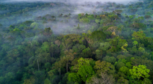 O que é o mercado de crédito de carbono e por que o Brasil está no centro desse debate