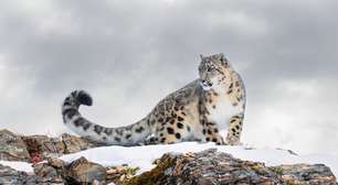 Leopardo-das-neves: 8 curiosidades sobre esse felino raro