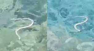 Cobra-ferradura: serpente invasora atravessa ilhas a nado e coloca espécie de lagarto em risco na Espanha