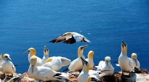 Regulamentações diminuem químicos em ecossistema marinho