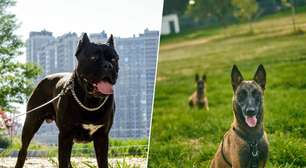 A febre dos cães de guarda na Espanha: eles custam mais de R$ 80 mil e a lei os trata da mesma forma que um poodle