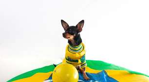 Copa do Mundo, fogos e ansiedade: veja como proteger os cães durante as comemorações