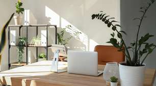 Quer ter plantas na mesa do escritório? Estas espécies sobrevivem à luz artificial