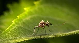 Mosquito da dengue consegue aprender que local com repelente é onde há comida farta, invertendo a lógica do produto