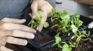 Desde que aprendi a plantar coentro em vaso, faço os melhores molhos de todos
