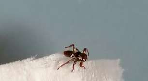 Mosca perde as asas e sacrifica parte da visão após encontrar hospedeiro para economizar energia