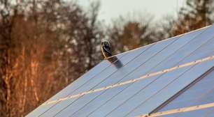 Os parques de painéis fotovoltaicos atraem pássaros e insetos, restaurando parte da biodiversidade e agora, a ciência sabe o porquê