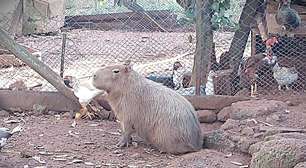Capivara mantida como animal de estimação é resgatada de cativeiro ilegal no RS
