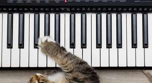 Quando a música vira terapia: como sons influenciam o comportamento de cães e gatos