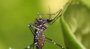 O Google solicitou permissão para liberar 32 milhões de mosquitos infectados; eles vêm fazendo isso há anos, mesmo que você não tenha percebido
