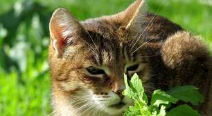 Pensávamos que erva-de-gato era a "droga" favorita dos bichanos, mas há outra planta que eles gostam ainda mais