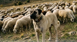 Kangal: o cão com a mordida mais forte do mundo supera até a força de um leão