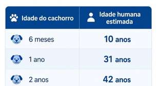 Tabela de idade de cachorro: seu pet pode ser mais velho do que você imagina