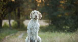 Spinone italiano: conheça as características do cachorro dessa raça