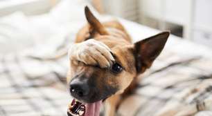 Sonhar com cachorro é um bom sinal? Descubra o que significa