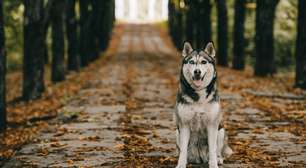 Cães e o campo magnético da Terra: A ciência por trás da magnetorrecepção canina