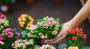 Sua cozinha mais colorida: 5 flores fáceis de cuidar em casa
