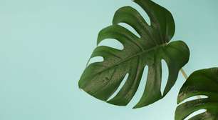 Seu celular entende de plantas? A ciência dos aplicativos que identificam espécies e doenças
