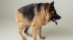 Cachorro cururu existe? Entenda o que está por trás desse apelido