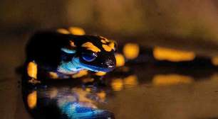 Salamandra-de-fogo: animal surpreende cientistas com brilho fluorescente