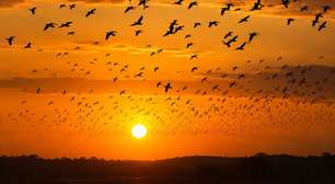 Revoada de aves : espécies que transformam o céu em espetáculo coletivo