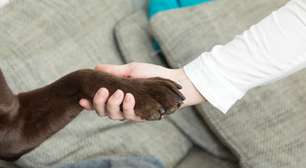 Homem é condenado a mais de 4 anos de prisão por violência contínua e abuso sexual contra cachorrinha