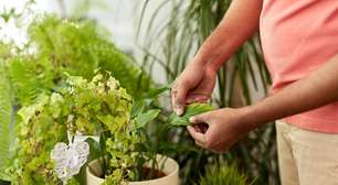 O Ministério da Agricultura recomenda estas 5 plantas para quem quer menos insetos em casa