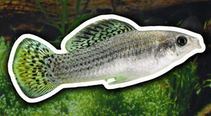 A espécie de peixe que vive sem machos há 100 mil anos