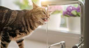 A ciência explica: por que gatos bebem em copos e torneiras em vez do pote de água e o papel dos bigodes