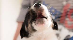 Deixar o filhote chorando não é disciplina: a ciência explica o que acontece com o cãozinho