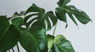 O frio está chegando: o truque simples para proteger seu jardim e não deixar as plantas morrerem no inverno